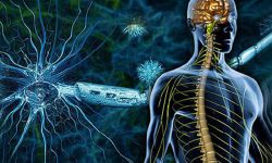 بررسی اثرات ضد التهابی، حفاظتی و ترمیمی داروی دفریپرون در مدل آزمایشگاهی بیماری ام. اس