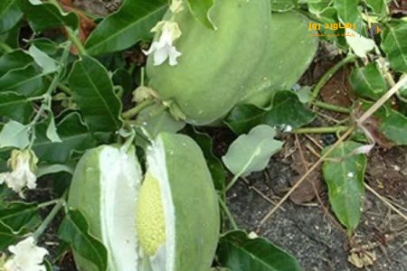 گیاه غیر بومی و مهاجم آروجیا
