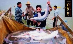 💢صید ازون برون در دریای خزر ممنوع است💢