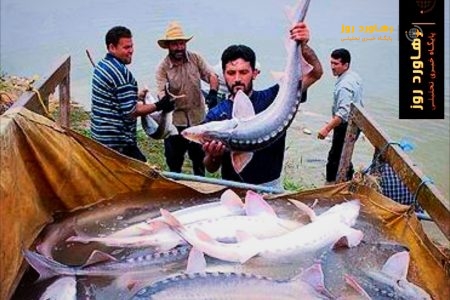 💢صید ازون برون در دریای خزر ممنوع است💢