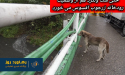 روایت یوسف هاشمی براگوری، از وضعیت اسفناک رودخانه های رشت در طول تمام شش دوره شورای شهر رشت