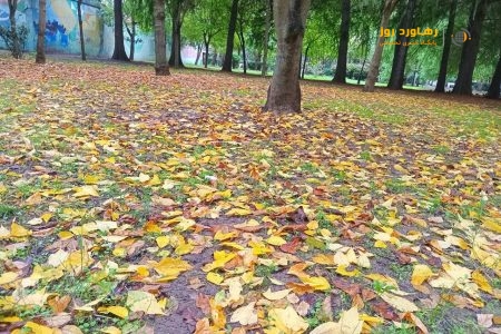 فرش طلایی پاییز در پارک محتشم رشت